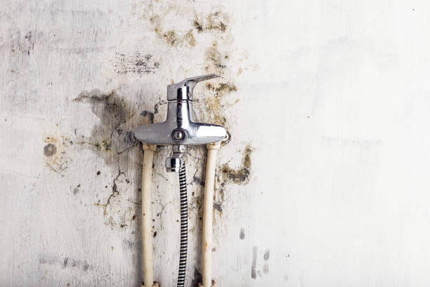 Best Professional Mold Removal  in Wmette, IL