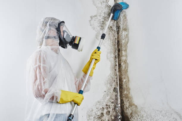 Certified Mold Removal in Wilmette, IL