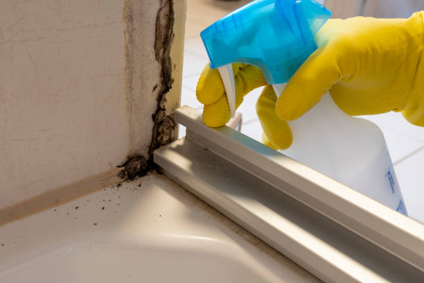 Attic Mold Removal in Wilmette, IL