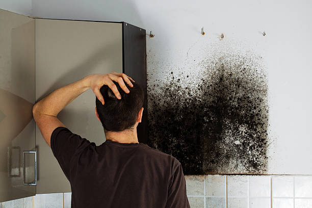 Best Attic Mold Removal  in Wmette, IL