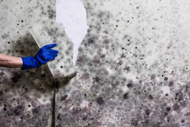 Best Commercial Mold Removal  in Wmette, IL